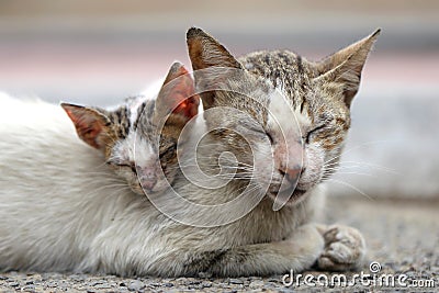 Vagrant sick cats. Homeless wild cats on dirty street in AsiaÂ  Stock Photo